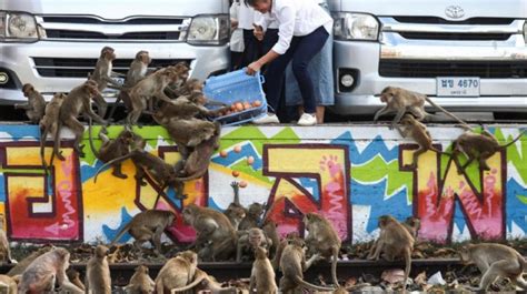 Tayland'da maymun istilası: Hayalet şehre dönüşecek - Son Dakika Haberleri